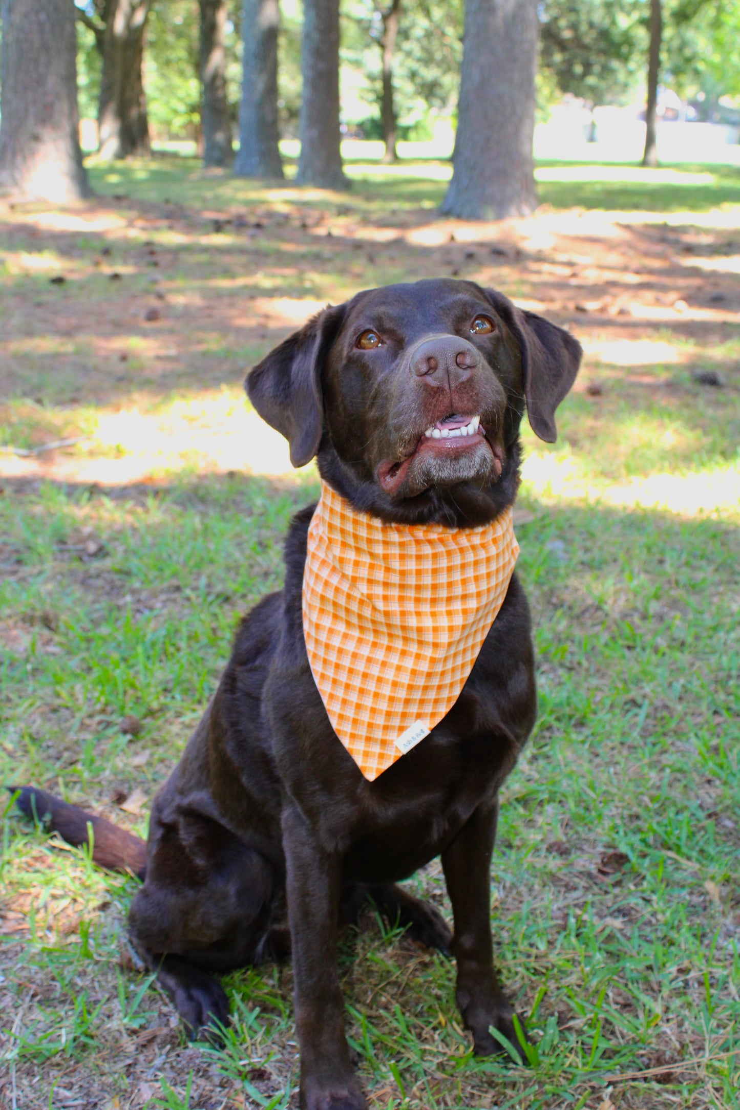 Pumpkin Spice and Orange Plaid Reversible Scrunchie Pet Bandana