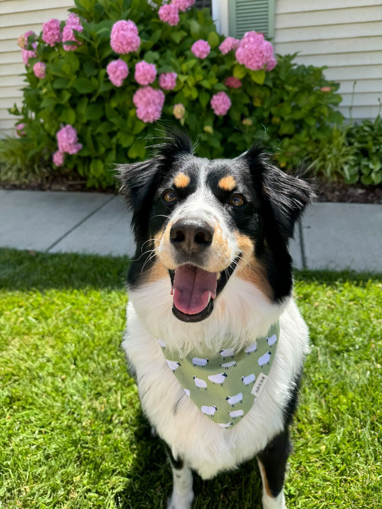 Green Sheep-Scrunchie Pet Bandana