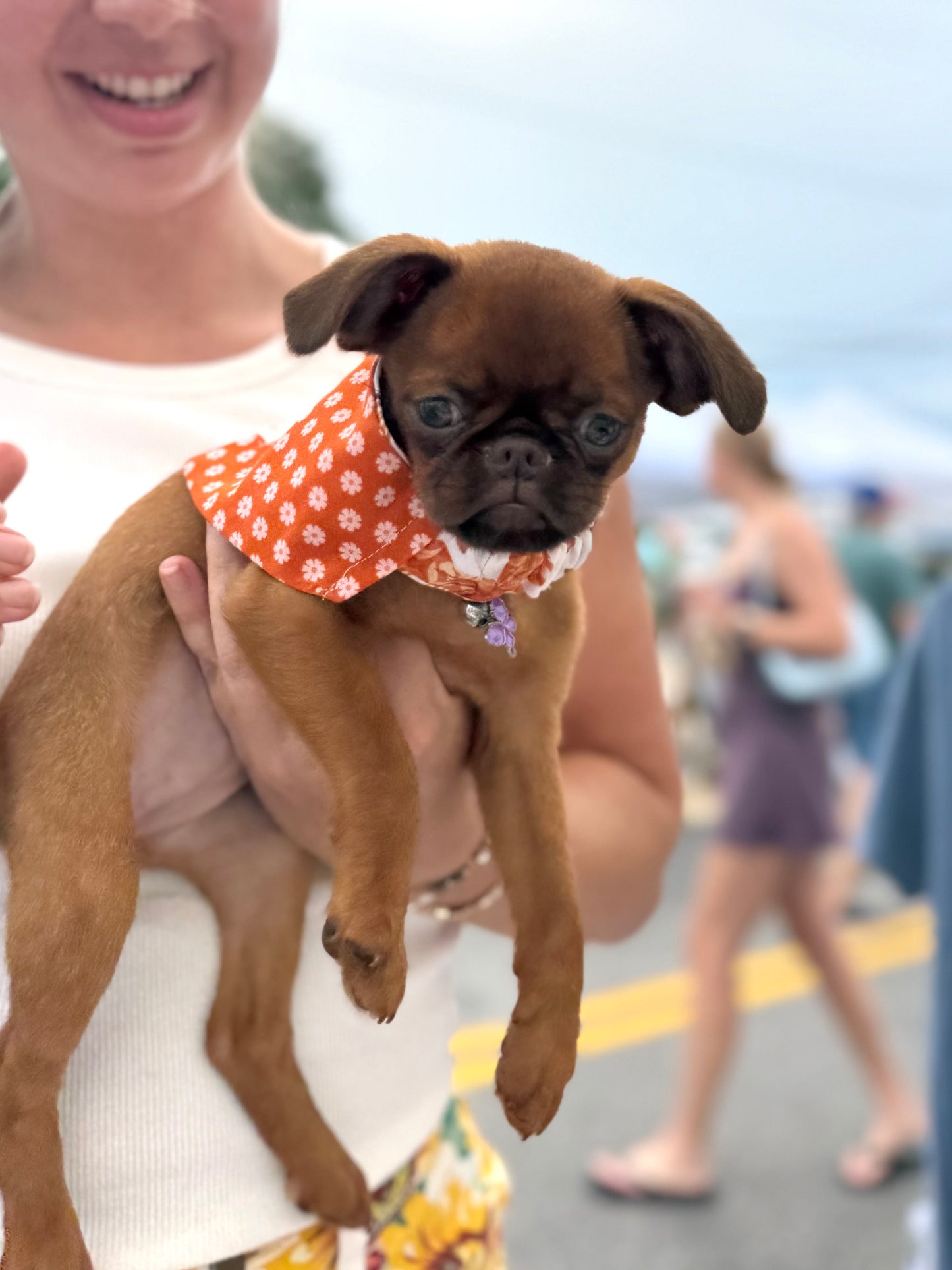 Autumn Bows and Orange Floral Scrunchie Pet Bandana