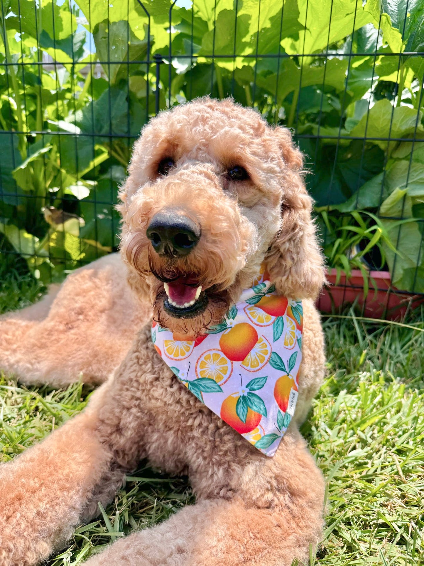 Orange Crush Scrunchie Bandana