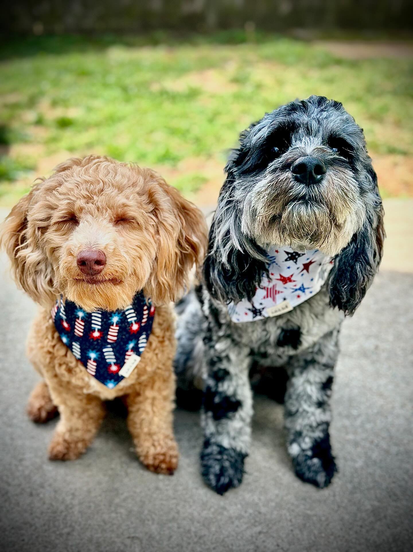 Fire Crackers-Scrunchie Pet Bandana