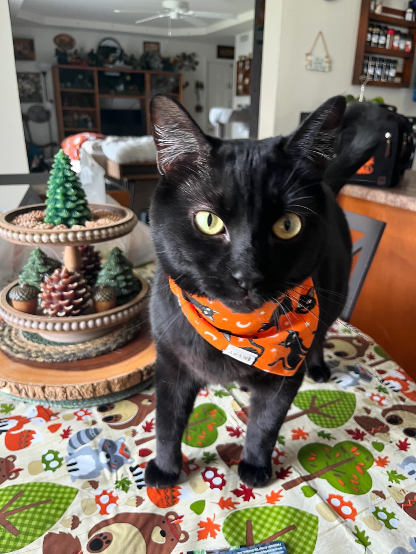 Reversible Black Cats/Spiderwebs-Scrunchie Bandana