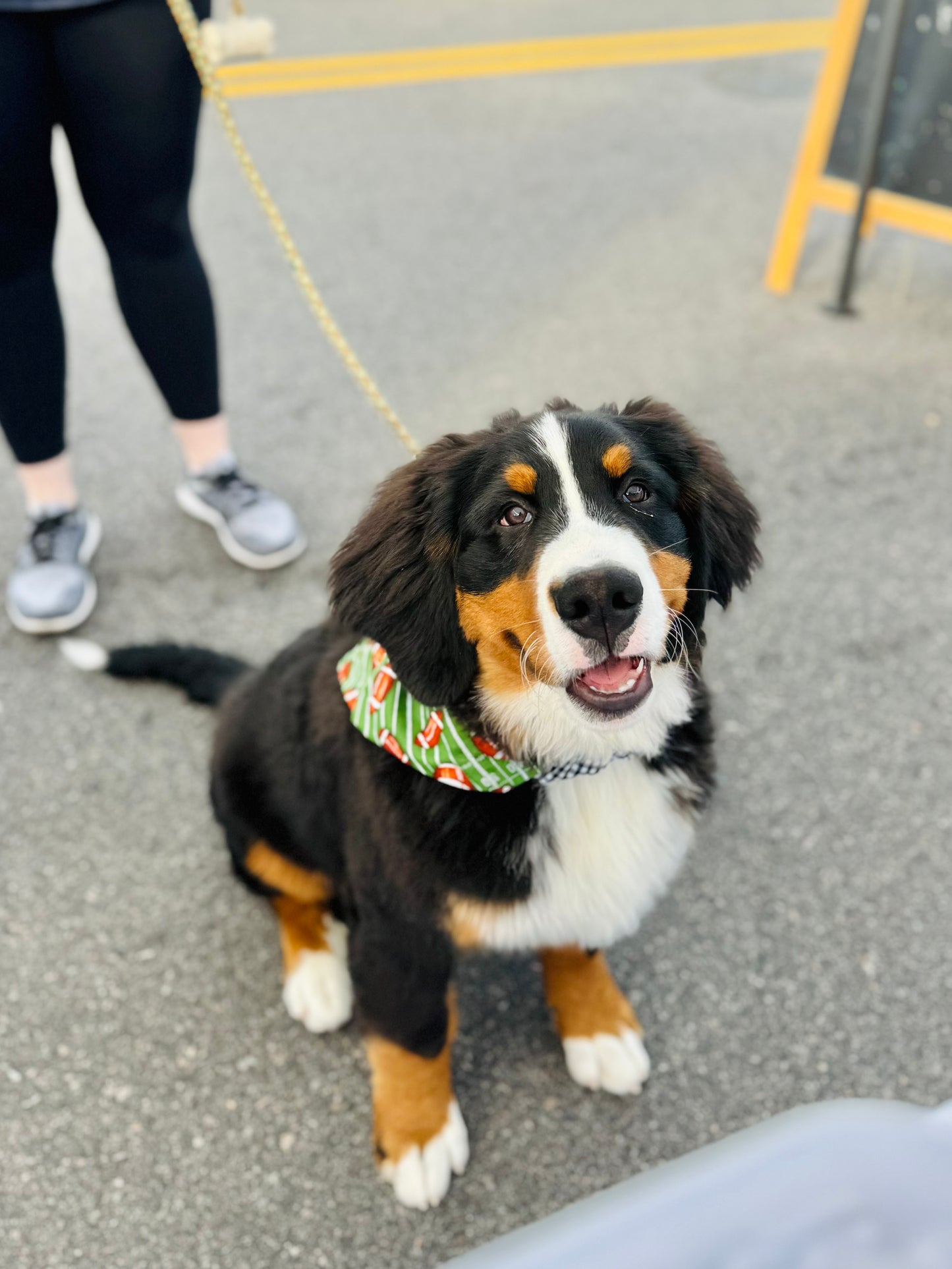 Footballs and Gingham Reversible Scrunchie Pet Bandana