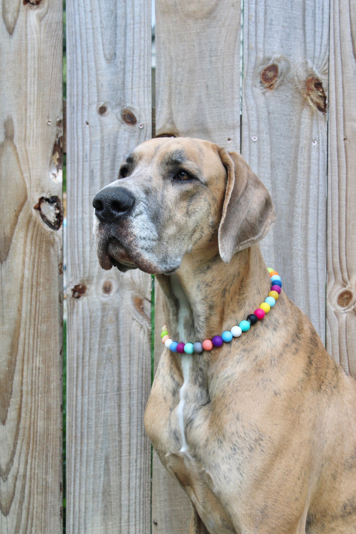 Beaded Pet Necklaces