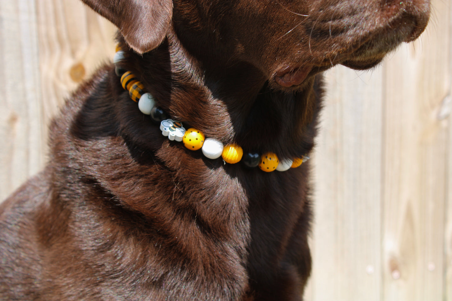 Beaded Pet Necklaces