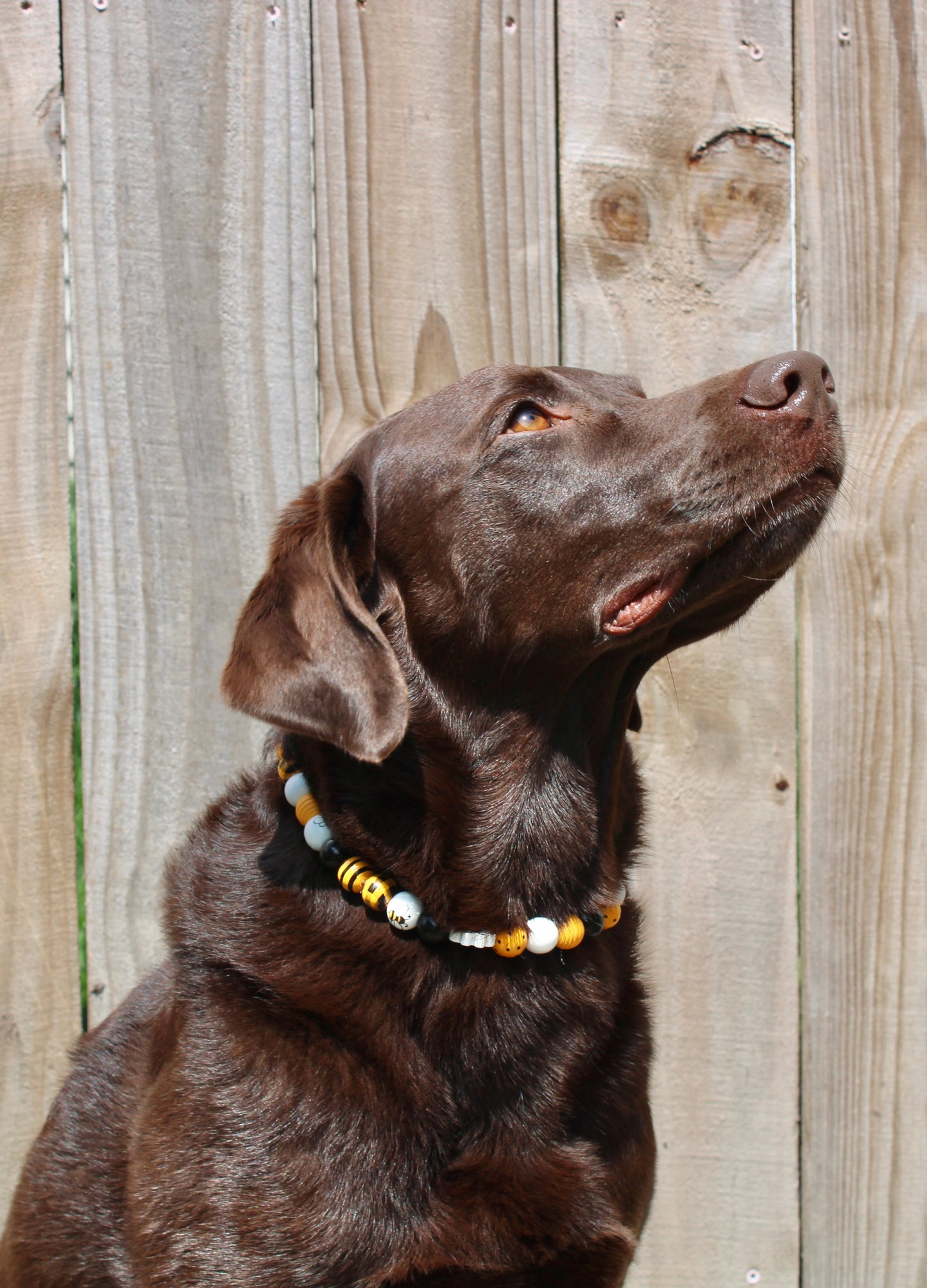 Beaded Pet Necklaces