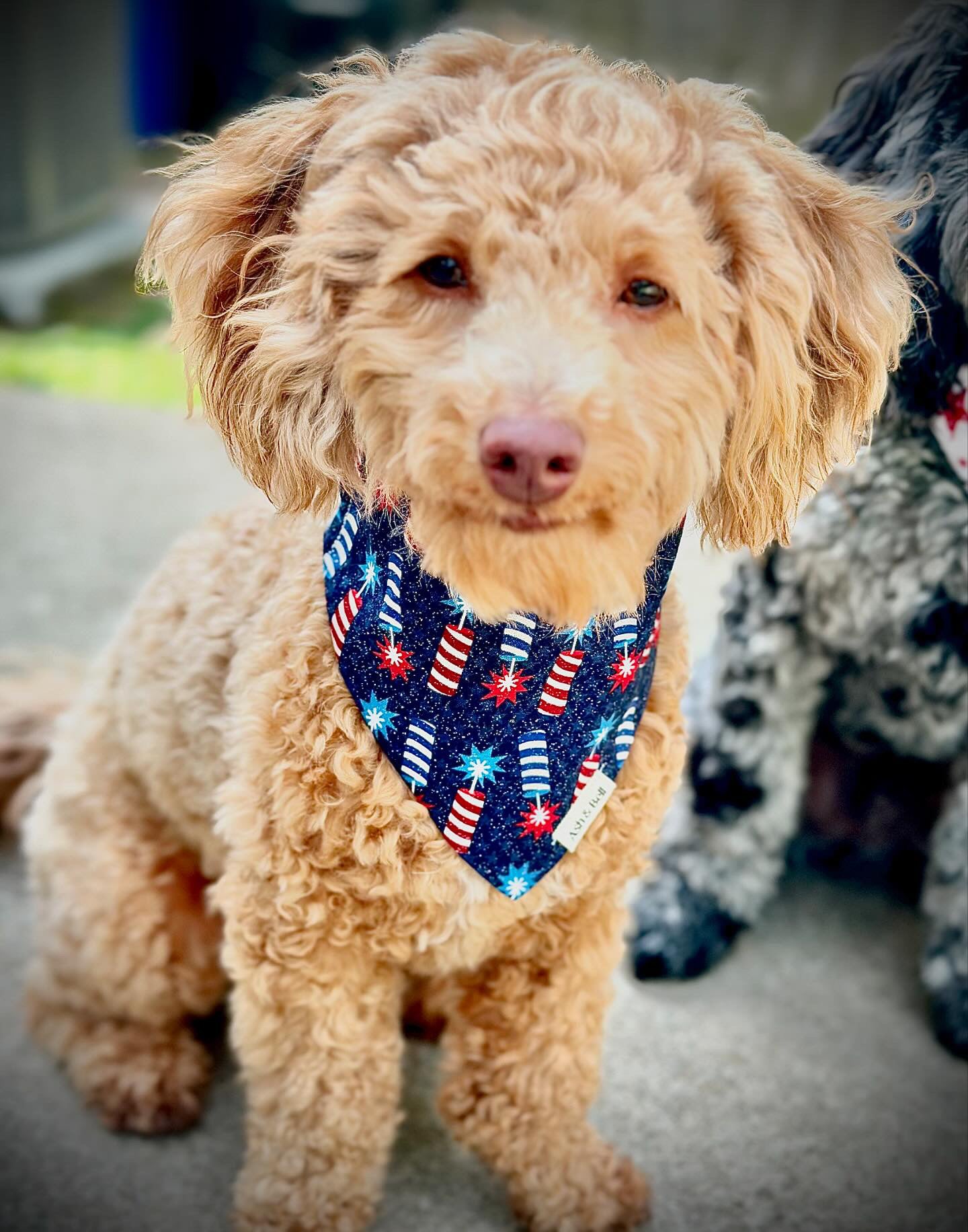 Fire Crackers-Scrunchie Pet Bandana