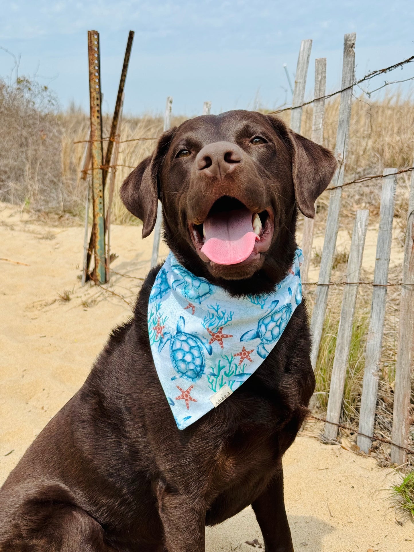 Turquoise Turtles-Scrunchie Bandana