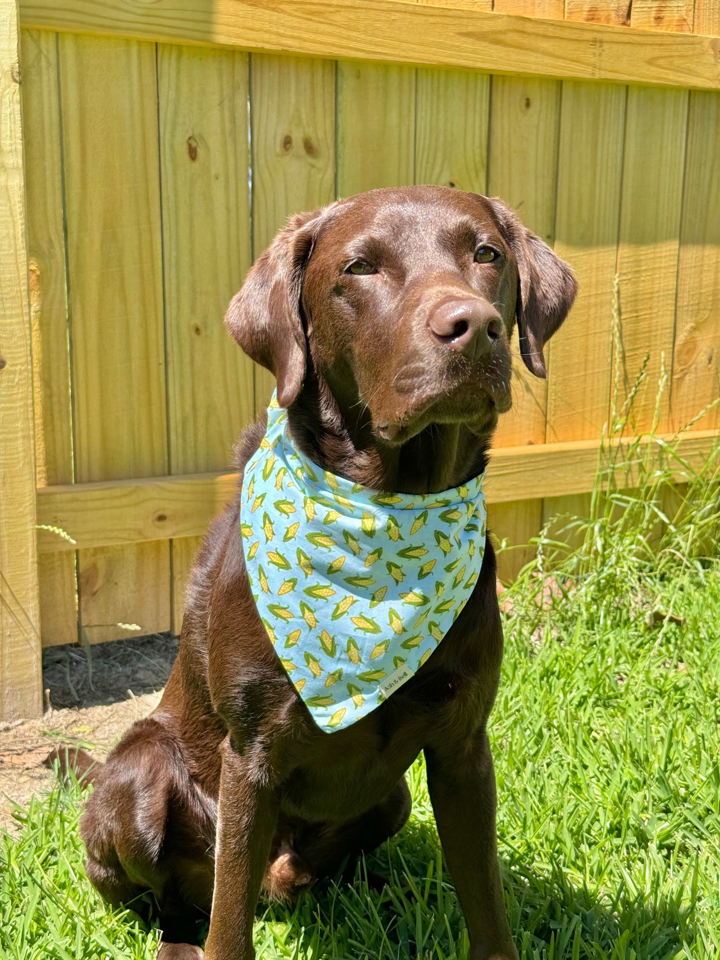 Corn Print- Scrunchie Bandana