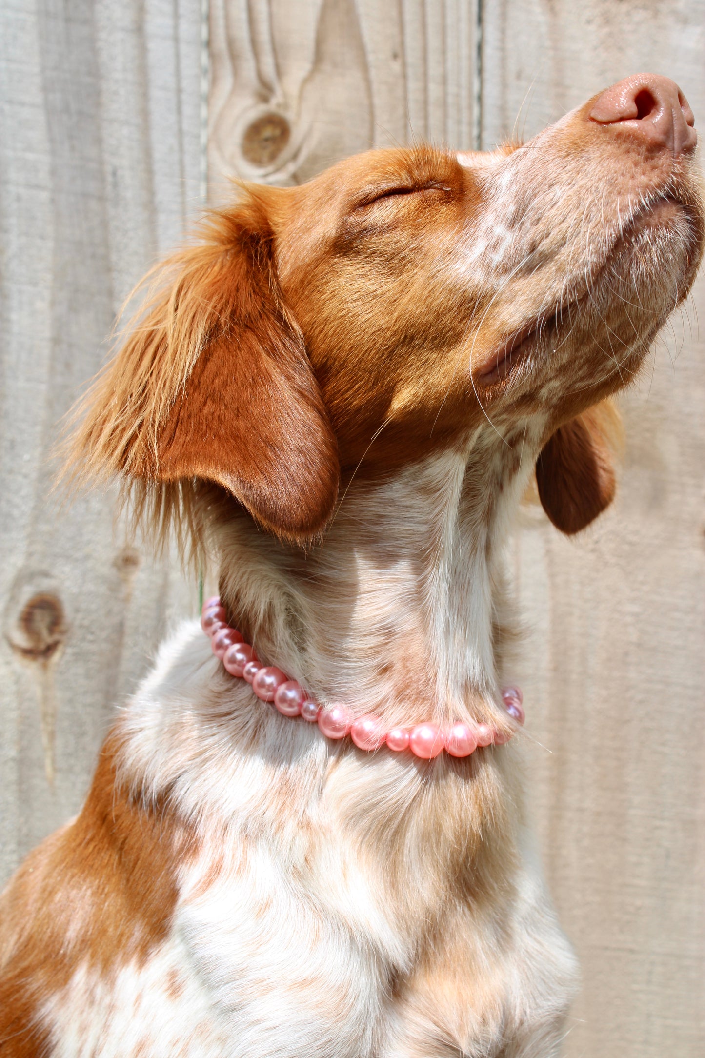 Beaded Pet Necklaces