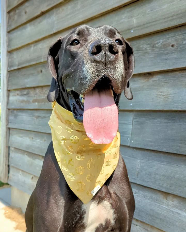 Golden Pumpkins-Scrunchie Bandana