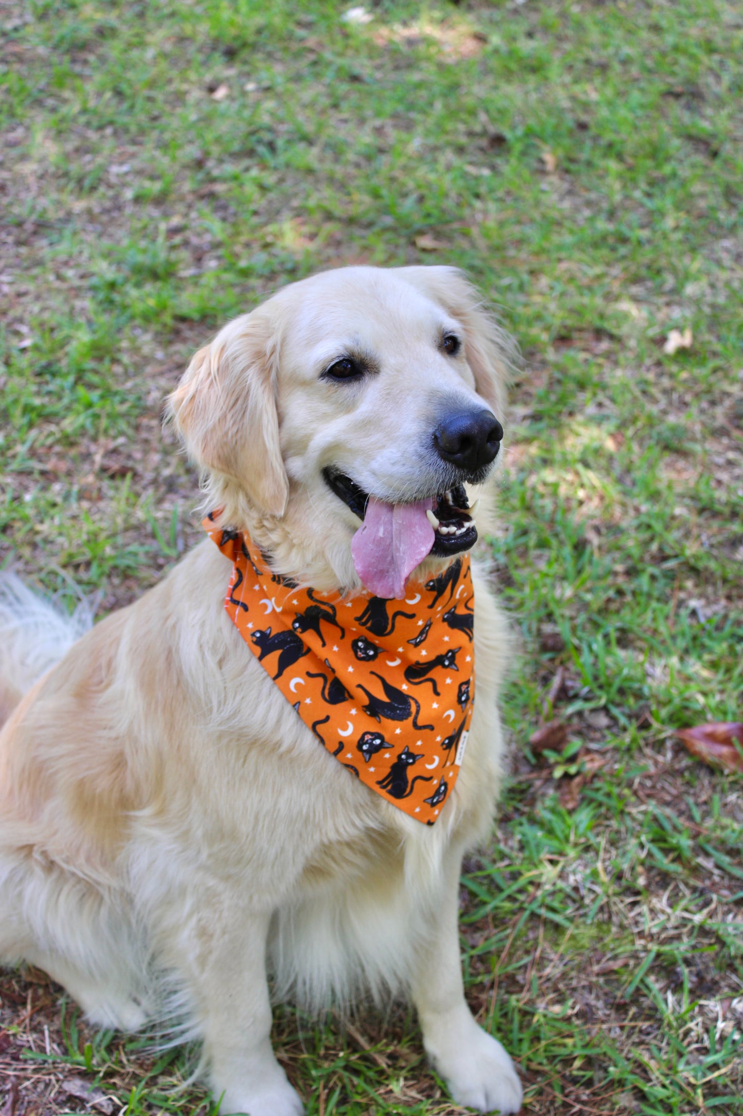Glow in the Dark Kitties and Spiderwebs Reversible Scrunchie Pet Bandana