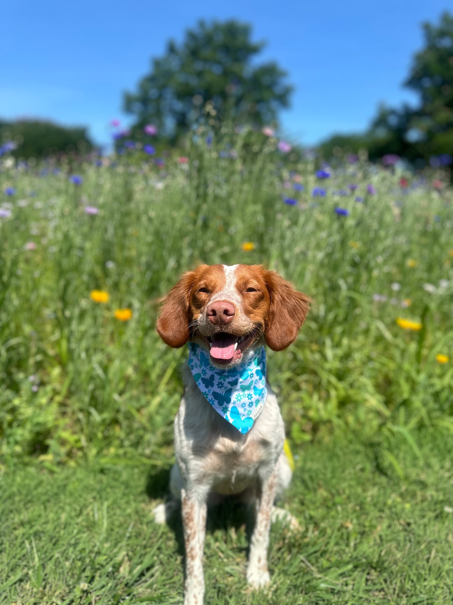 Blue Butterfly -Scrunchie Pet Bandana