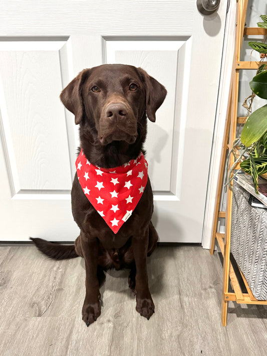 Classic Red Stars-Scrunchie Pet Bandana